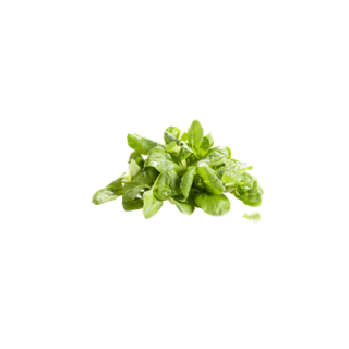 METRO Chef Bio Feldsalat Italien - 300 g Beutel