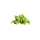 METRO Chef Bio Feldsalat Italien - 300 g Beutel
