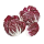 Radicchio Italien - 700 g Schale